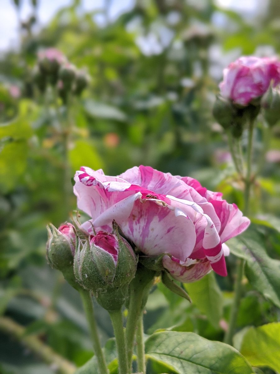 Lou Nicholls tweet media