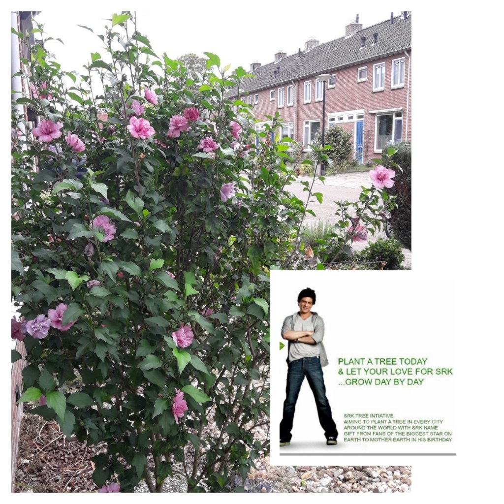 iam4sunrise's tweet photo. My beautiful...@iamsrk
Look at your #SRKTree which I planted in 2016.
It's a joy to look at.
How it has grown so beautifully, happy I have planted it.
Reminds me of u & my love for u that is rooted & will last forever.
#WorldEnvironmentDay https://t.co/RMkW7Yc4L0