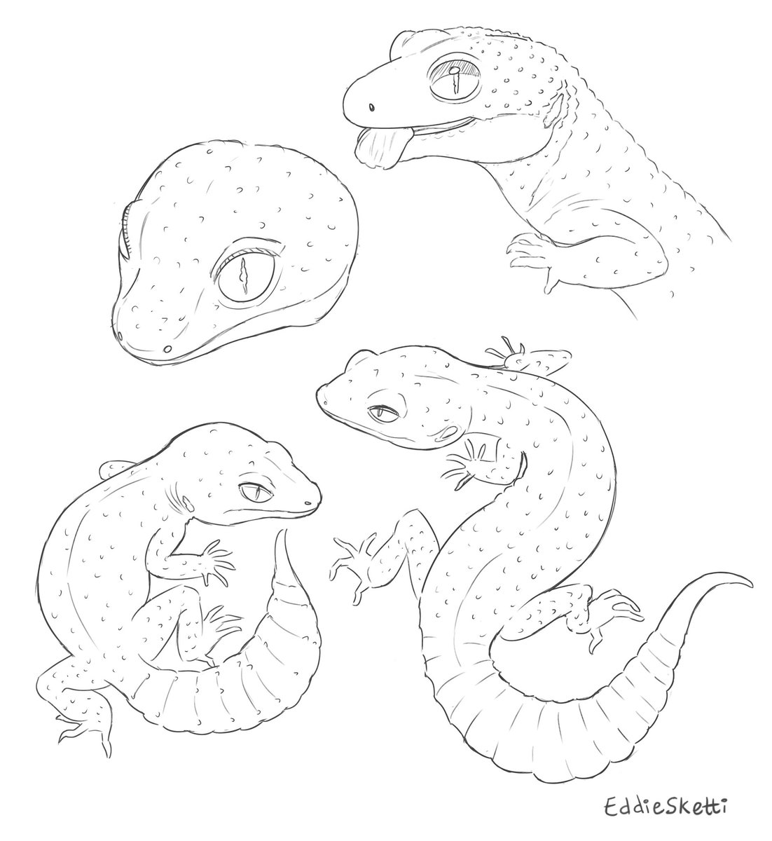 Leo sketches
#leopardgecko #reptiles 