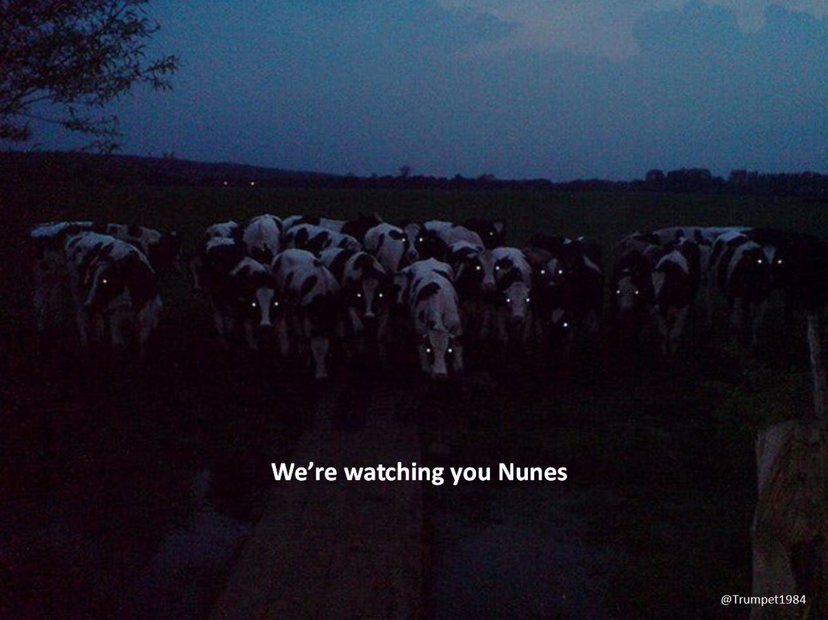 Devin Nunes’ cow 🐮 (@devincow) on Twitter photo 