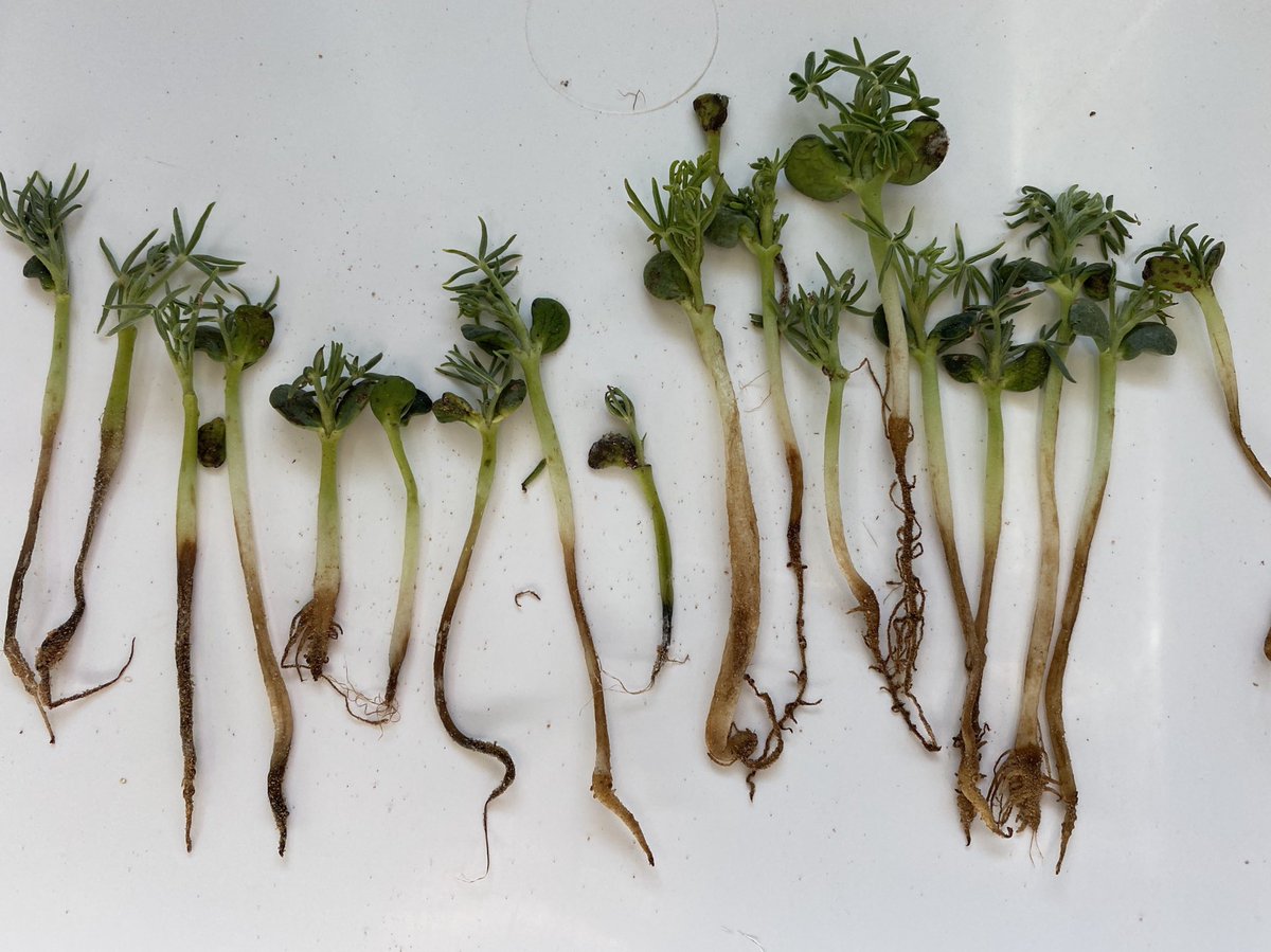 Joshua Fanning (@fanningjosh_) on Twitter photo Some unhealthy looking Lupin roots from the Vic Mallee. Remember we are doing a @GRDC <a href="/VicGovGrains/">Ag Vic Grains</a> national soil-borne disease survey again this year. Always happy to see disease samples and try and work out what’s going on. We have Both foliar and soil-borne disease projects. Some unhealthy looking Lupin roots from the Vic Mallee. Remember we are doing a @GRDC <a href="/VicGovGrains/">Ag Vic Grains</a> national soil-borne disease survey again this year. Always happy to see disease samples and try and work out what’s going on. We have Both foliar and soil-borne disease projects.