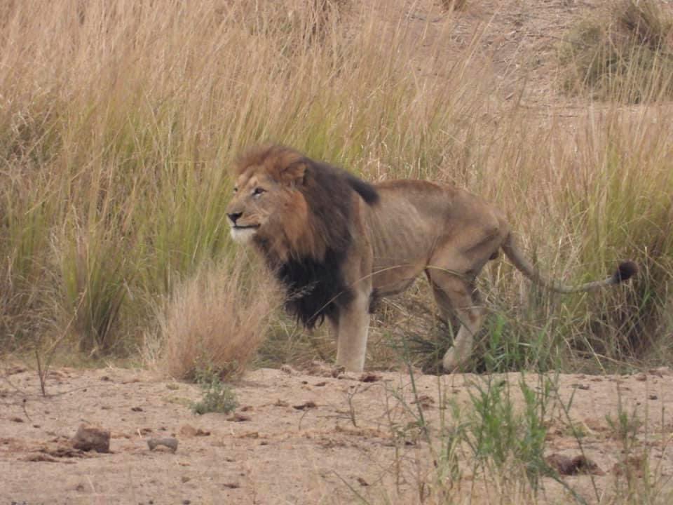 rihannvw's tweet photo. It’s a very good start to the day!
These lions are about 800m from the lodge in the riverbed.
Photos taken by Jan Koekemoer 

#lions #malelion #crocodileriver #marlothpark #krugernationalpark #mvuradonasafarilodge #safari https://t.co/gw1DV1z952
