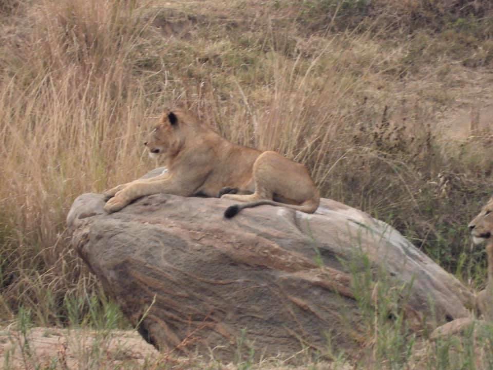 rihannvw's tweet photo. It’s a very good start to the day!
These lions are about 800m from the lodge in the riverbed.
Photos taken by Jan Koekemoer 

#lions #malelion #crocodileriver #marlothpark #krugernationalpark #mvuradonasafarilodge #safari https://t.co/gw1DV1z952