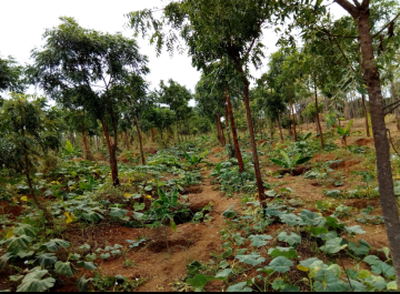 NancyKadenyi's tweet photo. When you need food, fruits, shade, fresh air, timber, firewood, among other you look for a tree, #letstalktrees
Happy #worldenvironmentday.
#celebratebiodiversity #timefornature #treeforthefuture #treesthatfeed
@africawoodgrow @ViAgroforestry @eco_protech https://t.co/XD3TaxvgFu