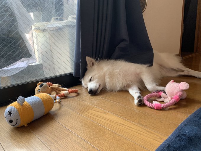 動物,犬,猫,しつけ,飼い方,育て方,病気,健康