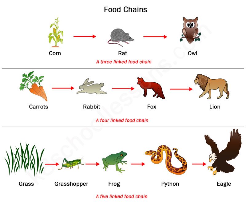 Mayflower Primary School on Twitter: "Morning #year2 Look at these food ... Biology Diagrams