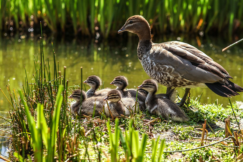 ANUausi's tweet photo. On #WorldEnvironmentDay2020 we're sharing some snaps of our beautiful natural campus @ourANU #TimeForNature #Canberra #SidingSpring https://t.co/Hu8RMjliut