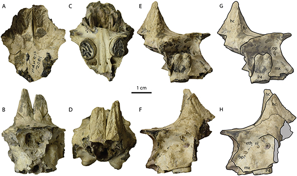 JournalSystPal's tweet image. New online: Calede &amp;amp; Samuels – A new species of Ceratogaulus from Nebraska and the evolution of nasal horns in Mylagaulidae (Mammalia, Rodentia, Aplodontioidea) doi.org/10.1080/147720…