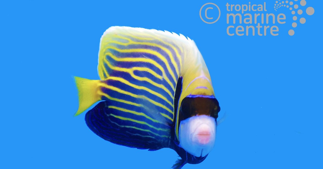 TropicalMarineCentre tweet media
