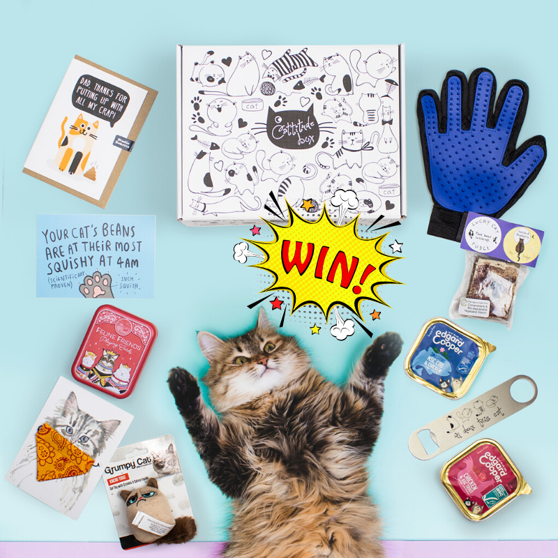 YourCatmagazine's tweet photo. With Father’s Day just around the corner, we’ve teamed up with #CattitudeBox to give away a ‘Cat Dad’ box to one lucky winner!
Don't miss out on this purrfect Father's Day present... https://t.co/hVZJzwlf8q https://t.co/IE5C3dEhWi