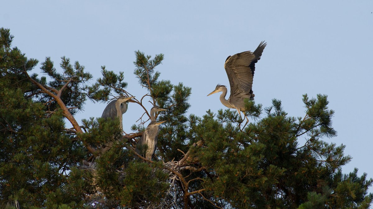 PozarowszczykEw's tweet photo. Rola jaką #ptaki 🕊️🦅spełniają w naszych #lasach jest nie do przecenienia, o czym wiedzą dobrze #leśnicy, traktujący je jako swoich sprzymierzeńców w #ochronaprzyrody. Więcej o skrzydlatych sojusznikach w artykule: https://t.co/dC3CrSohXm https://t.co/Oof5UDCtvu