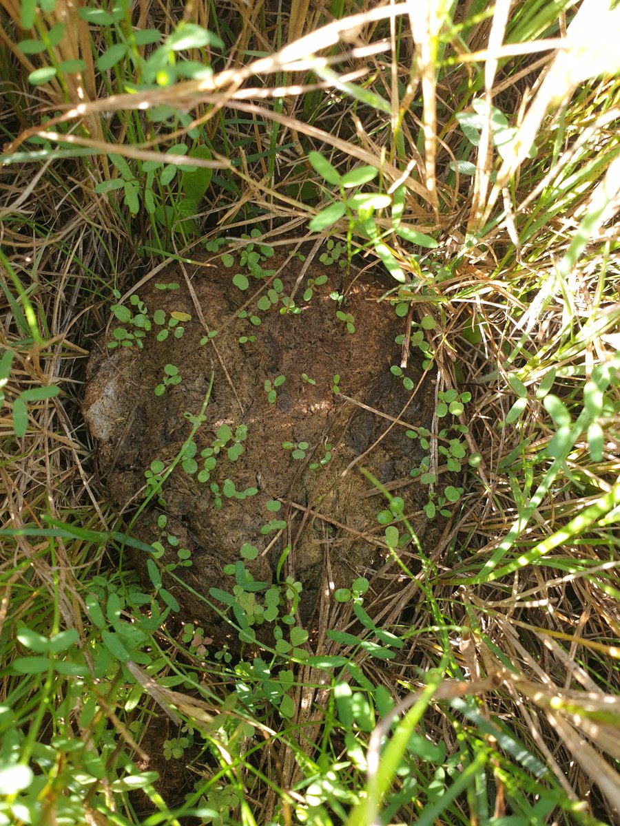 The greatest source of fertility on the farm is the cowpat, see all the plants starting in it. 
Conventional beef production loses this source by first not doing rotational grazing and second by concentrating cattle in a feedlot they create a huge disease problem.