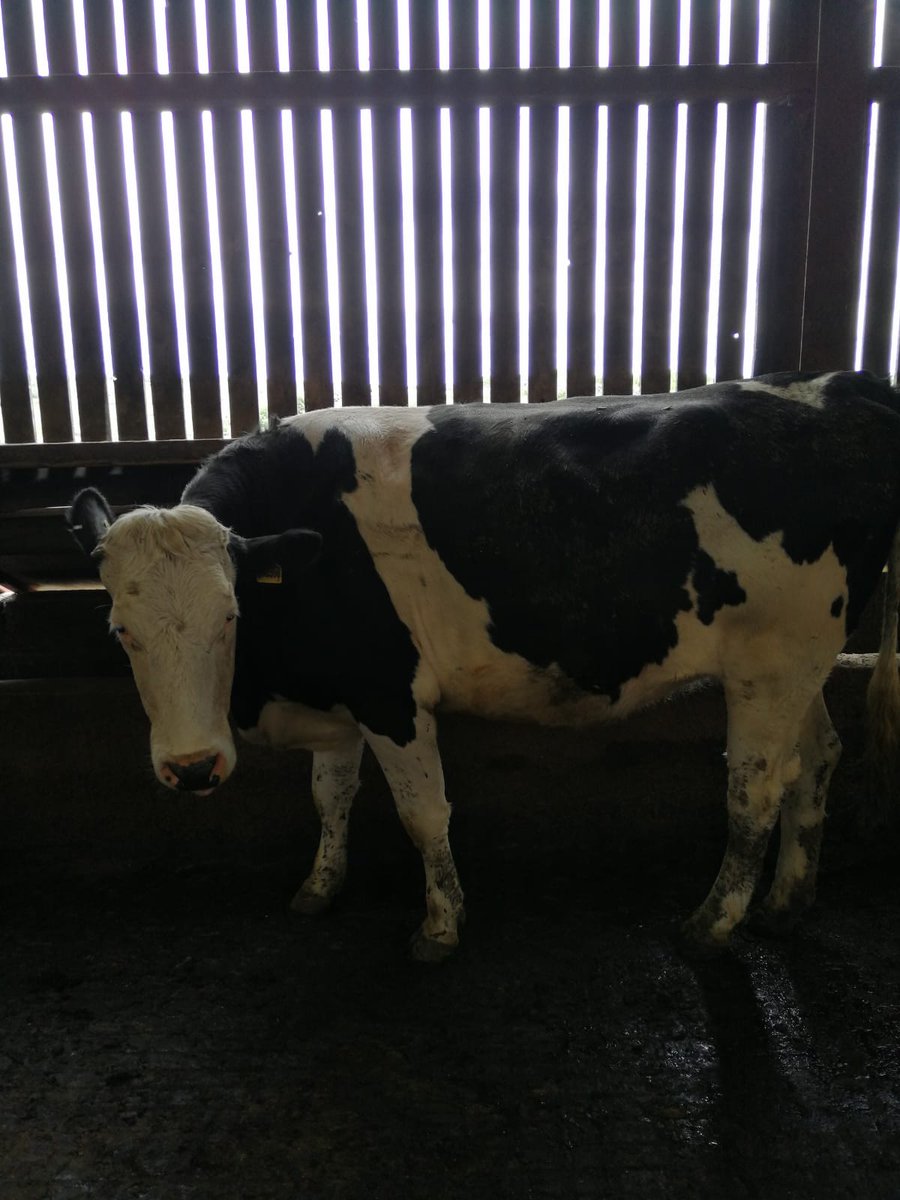 GlynALucas's tweet image. Just some of the Fleckvieh in calf heifers selling today at Borderway. Bred from high yielding Holstein Dams and due to the Norwegian Red. Start your own #ProCross herd today