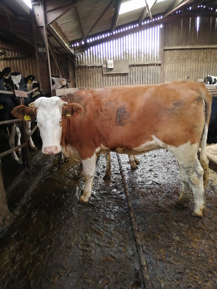 GlynALucas's tweet image. Just some of the Fleckvieh in calf heifers selling today at Borderway. Bred from high yielding Holstein Dams and due to the Norwegian Red. Start your own #ProCross herd today