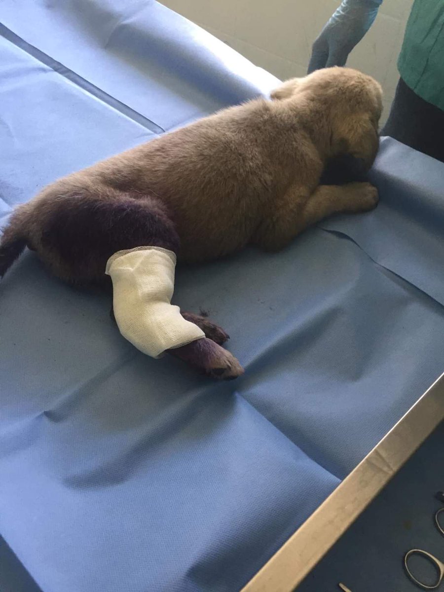 Karakoyunlu Kaymakamı ve Halfeli Belde Belediye Bşk V. Lütfullah GÖKTAŞ beldeden kent merkezine dönüşte yerde yaralı yatan köpek yavrusunu fark etti.
GÖKTAŞ'ın durumu bildirmesi üzerine yaralandığı tahmin edilen köpek yavrusuna ilk müdahaleyi konvoydaki Jandarma ekipleri yaptı.