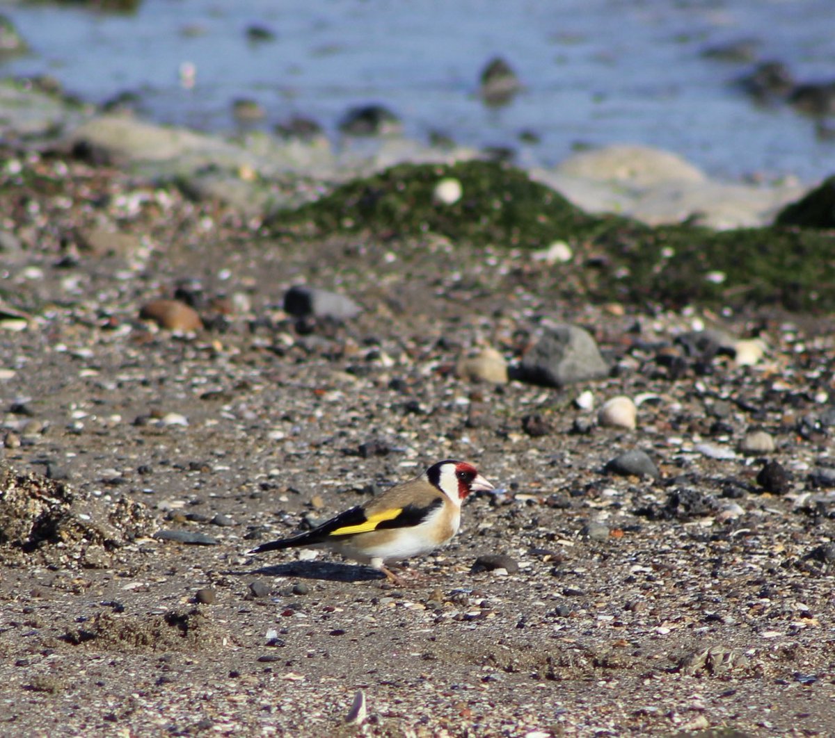 5 years ago I was collecting data on Cambodian mangroves, my data was the first in the world. Today I’m appreciating #WorldEnvironmentDay2020 a little closer to home. Garden or no garden, I’ve got an urban park, woodland and coast within 5 minutes walk. What’s on your doorstep?