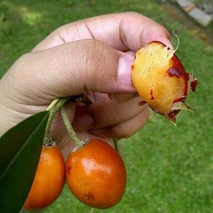 Manilkara Hashtag On Twitter