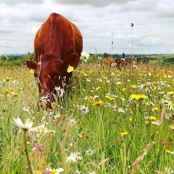 morsinead's tweet photo. 1/6 Some see weeds - We see deep tap roots that bring up nutrients in the soil to the surface 🌼 #worldenvironmentday https://t.co/qqphFHi8u5
