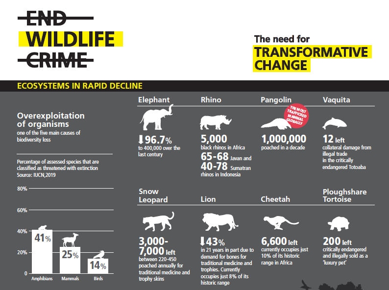 🐝On this #WorldEnvironmentDay2020 we celebrate a NEW initiative that aims to encourage States to fill serious gaps in #internationallaw by advocating & offering technical support to #EndWildlifeCrime. Read more about it & show your support here: endwildlifecrime.org