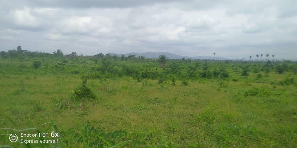 'Damilola Ayeni tweet media