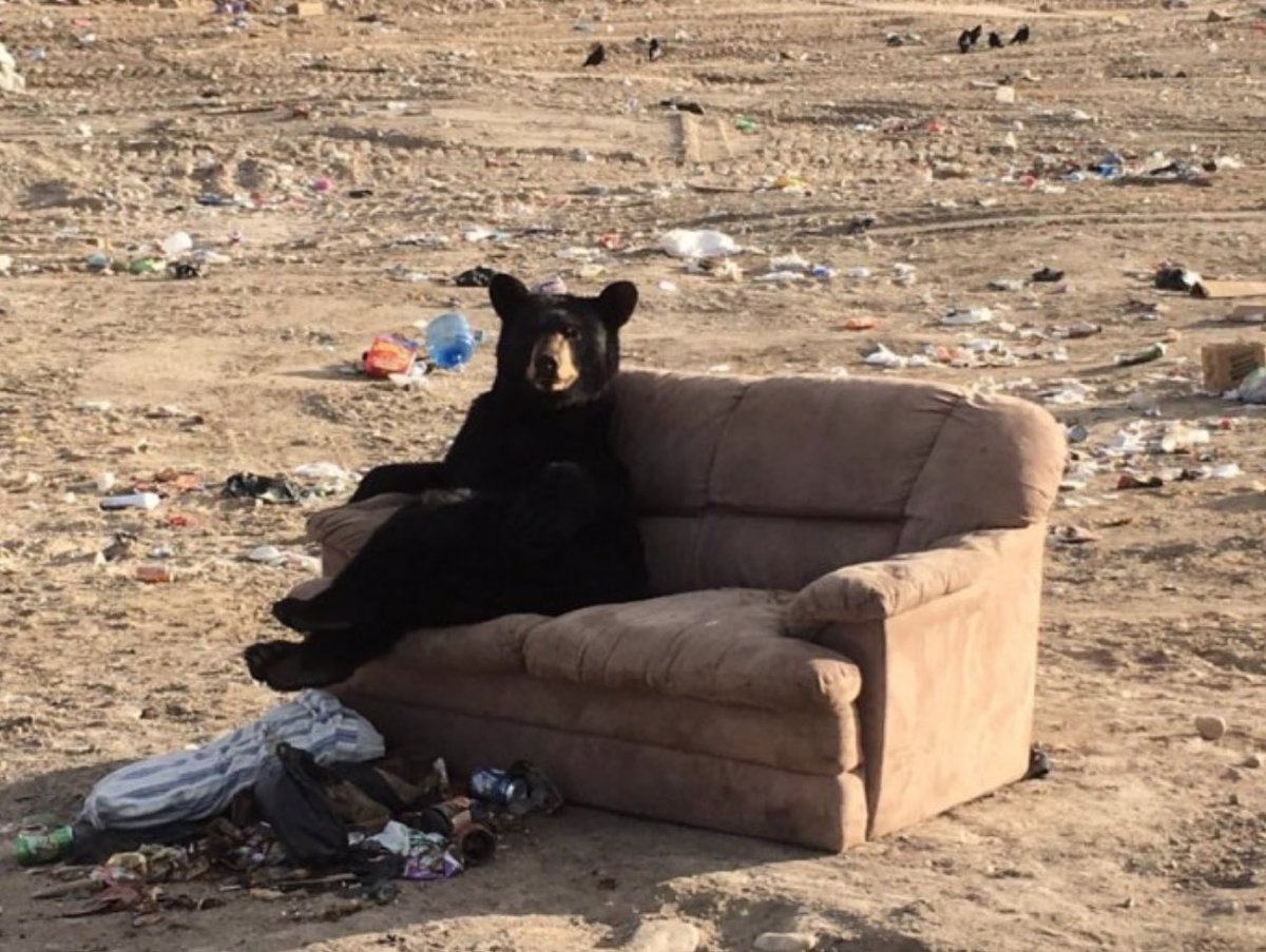 bushcamp2's tweet photo. This bear was found relaxing at a dump in northern Manitoba. One person’s trash is another bear’s treasure. (pic from Mandy Stantic via @CanadaFirst) https://t.co/VNVTuqnxpL