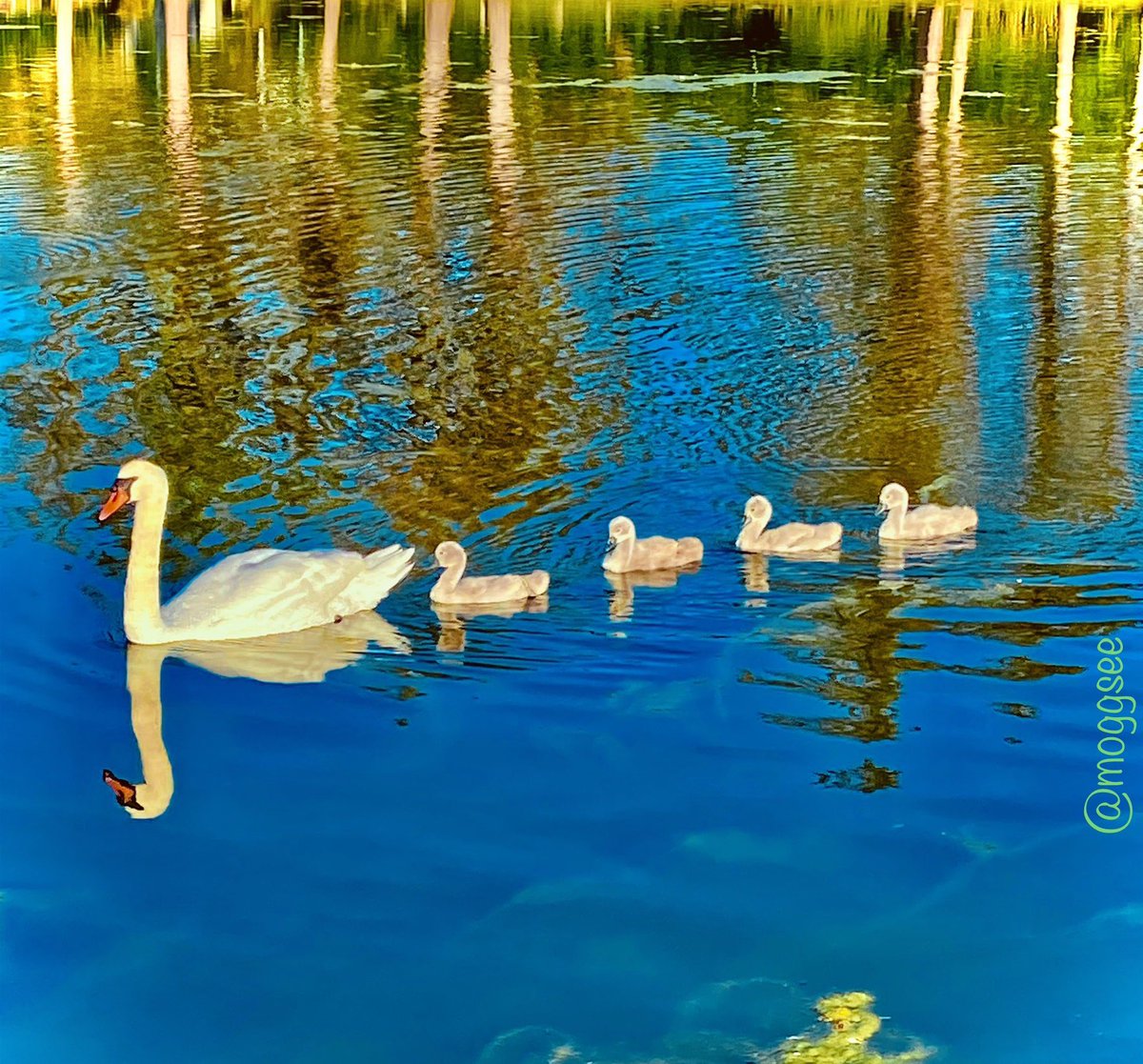 On Swan Lake 🦢💖🏴󠁧󠁢󠁷󠁬󠁳󠁿 #StormHour #ThePhotoHour @ruthwignall #Llanfairfechan North Wales