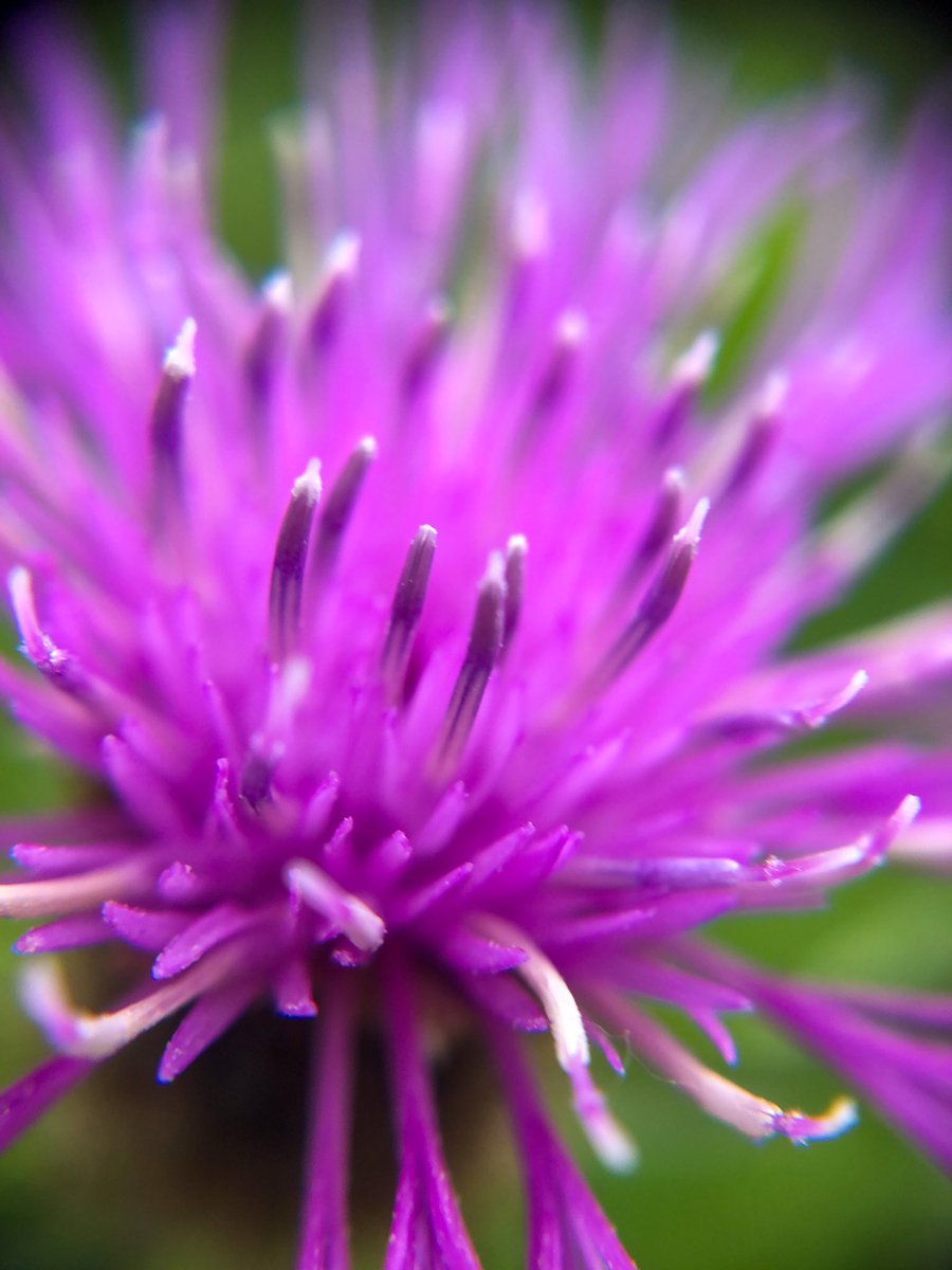 wildflowerhunt's tweet photo. #WildFloweroftheDay: #CommonKnapweed (#Centaureanigra). Bright magenta flowers take over the roadside verges of somerset. High quality nectar makes it a magnet for pollinators.#bsbi #npms #naturescalendar #wildflowerhour #GreatBritishWildflowerHunt https://t.co/KEGyd1XRz8