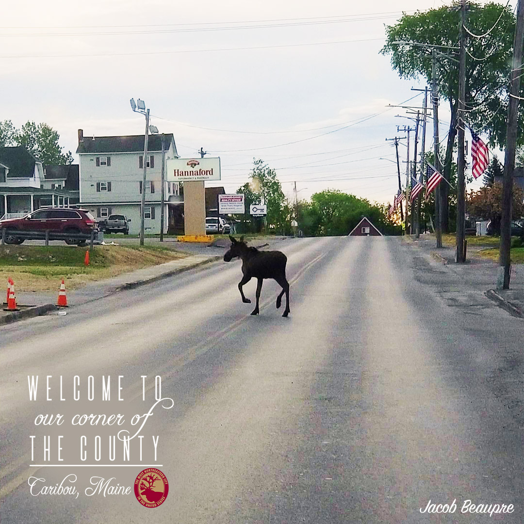 Oh, ya know... It's just your average day in Caribou, Maine! 
Do you think this moose was headed to Hannaford? Or just on a morning stroll? Photo by: Jacob Beaupre 

bit.ly/caribouphotoco…