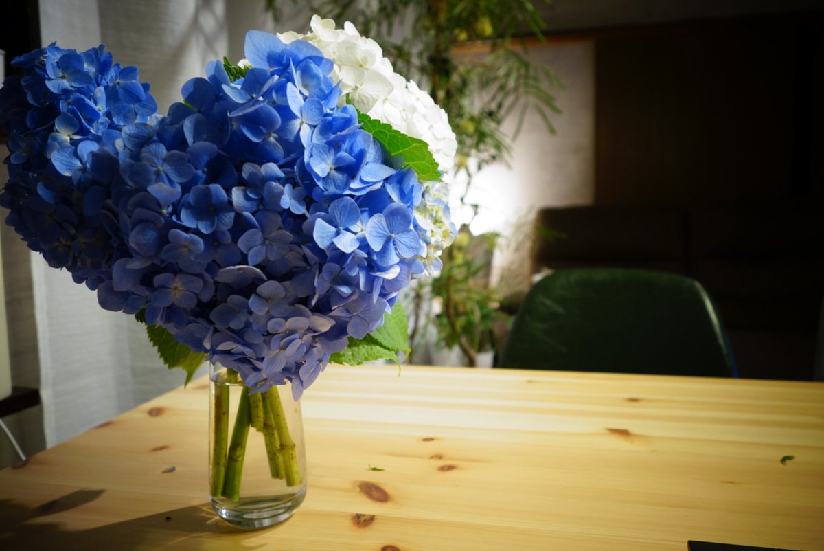 しあわせ9月 あじさいもらった ミョウバンつける水揚げ良くなるんですよ ミョウバン家にない しあわせ9月 あじさいもらった ミョウバンつける水揚げ良くなるんですよ ミョウバン家にない