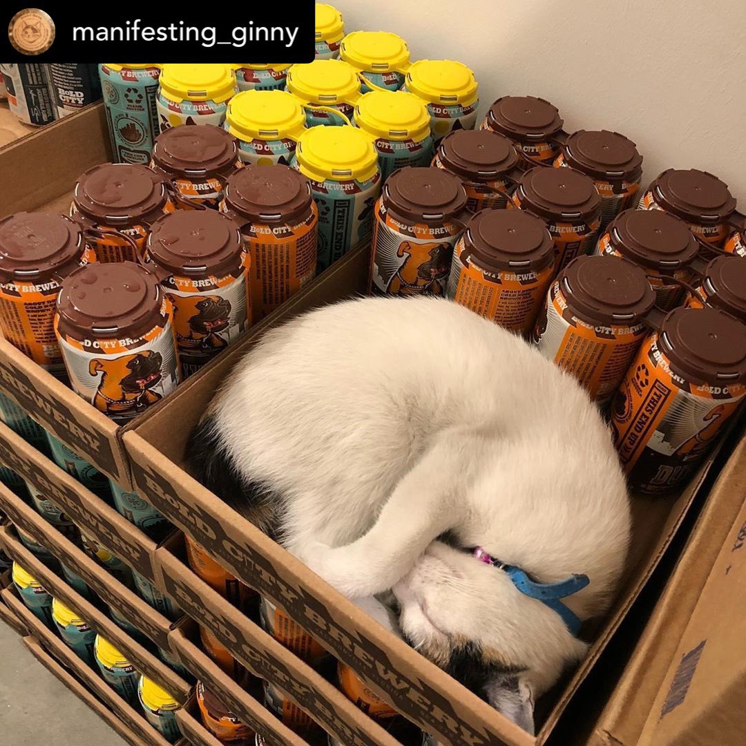 CatsOnTap's tweet photo. #distillerycat Ginny of @ManifestSpirits is a huge fan of the @boldcitybrewery forts.
Purrfect for dictating orders and for naps.
#BeerFortFriday https://t.co/0VhdFjBM2t