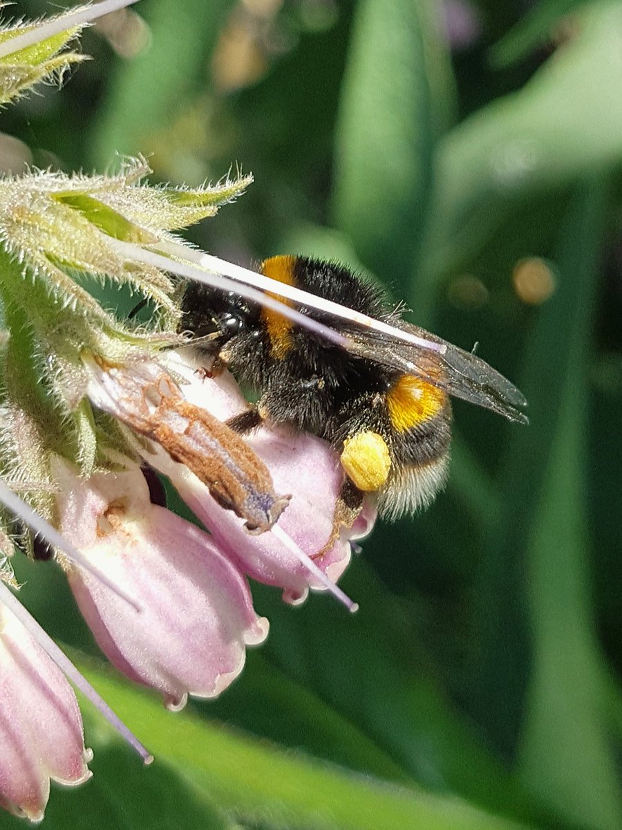 green_truro's tweet photo. Nectar robbing buff tailed #bumblebee in comfrey at #Redannick allotments #Truro @BuzzingCornwall @TruroinBloom @GrowWildUK @GreenCouncillor https://t.co/En6yz7eH6B