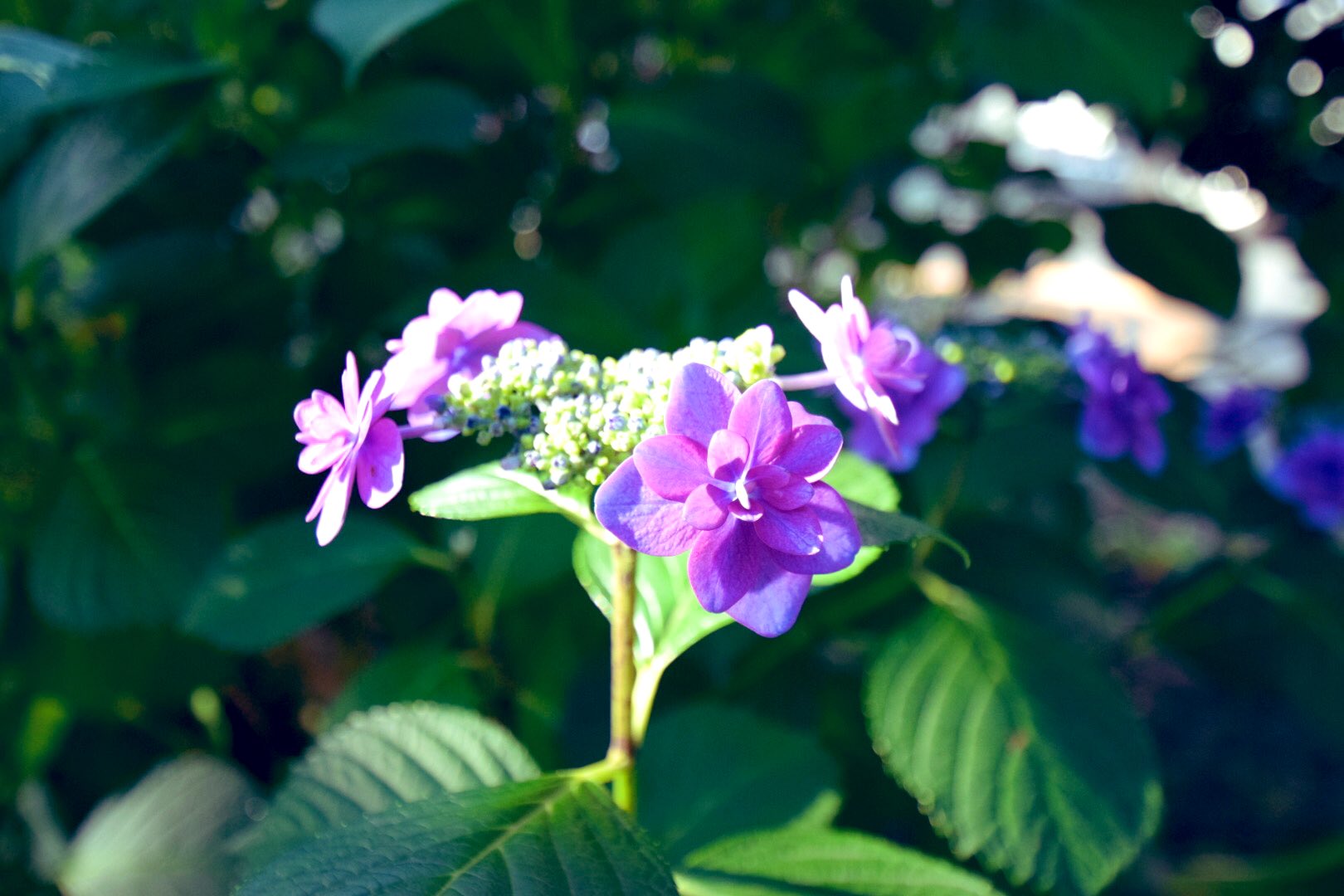 カメラのウエムラ 初夏に咲く花 写真 一眼レフ Nikon 散歩 紫陽花 梅雨 花 T Co F8triaa5pg Twitter