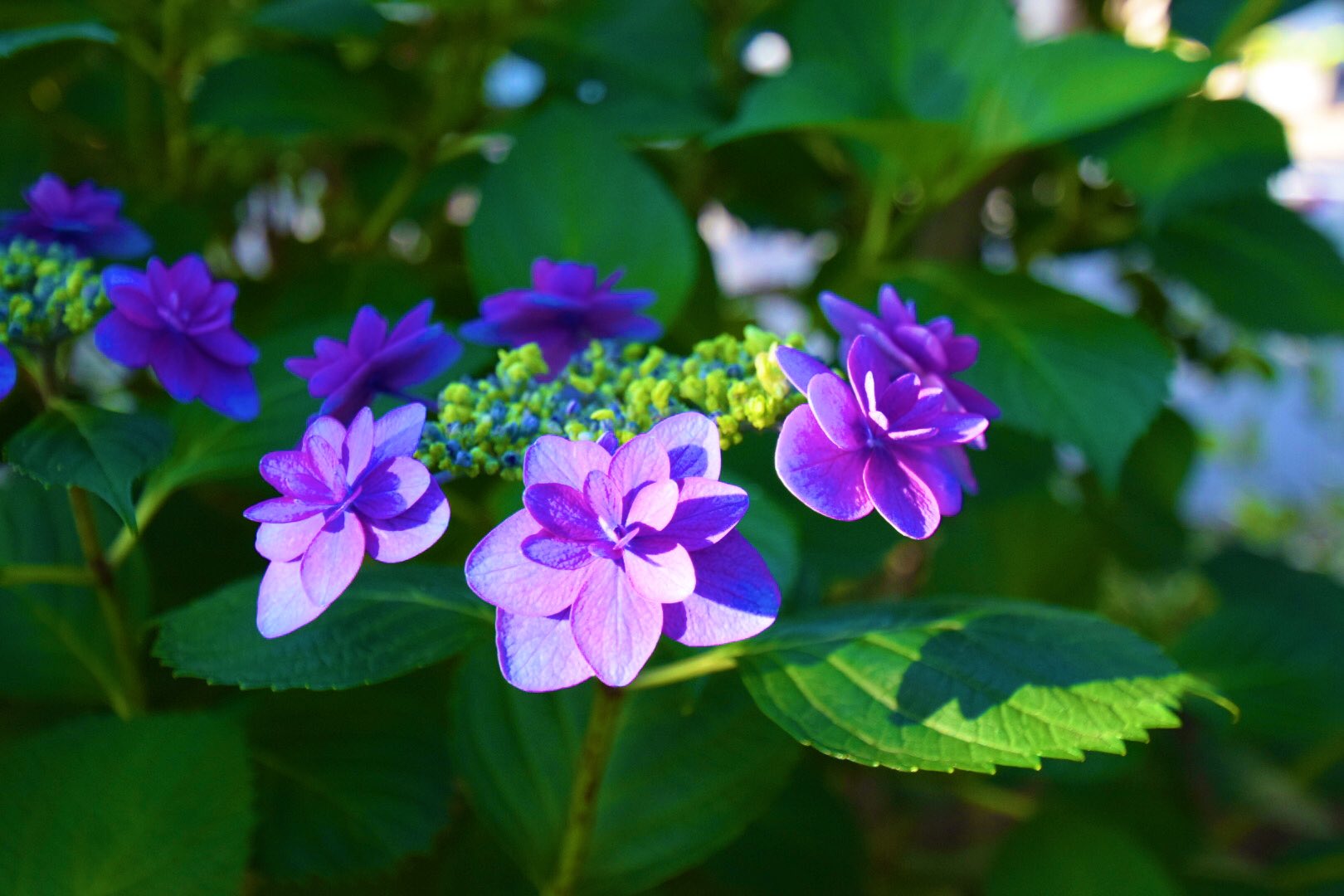 カメラのウエムラ 初夏に咲く花 写真 一眼レフ Nikon 散歩 紫陽花 梅雨 花 T Co F8triaa5pg Twitter