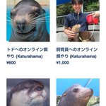 桂浜水族館の動物たちにオンラインで餌をあげることが可能？飼育員にも与えられる!