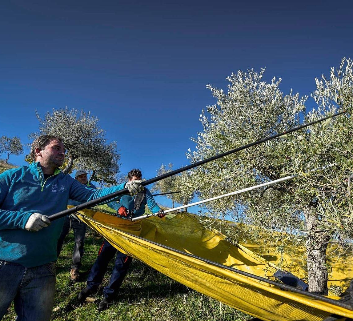 harvesting by hand for our #sailcargo #oliveoils PRE-ORDER NOW tinyurl.com/y8u5ovjb From #Portugal to #Sussex BY SAIL @ZedifyBTN bike delivery to your door in BN1, 2, 3. Help make a Green #NewNormal @btnhovefood @BTNFoodGuide @brightonfood #brightonfood @BPTpermaculture