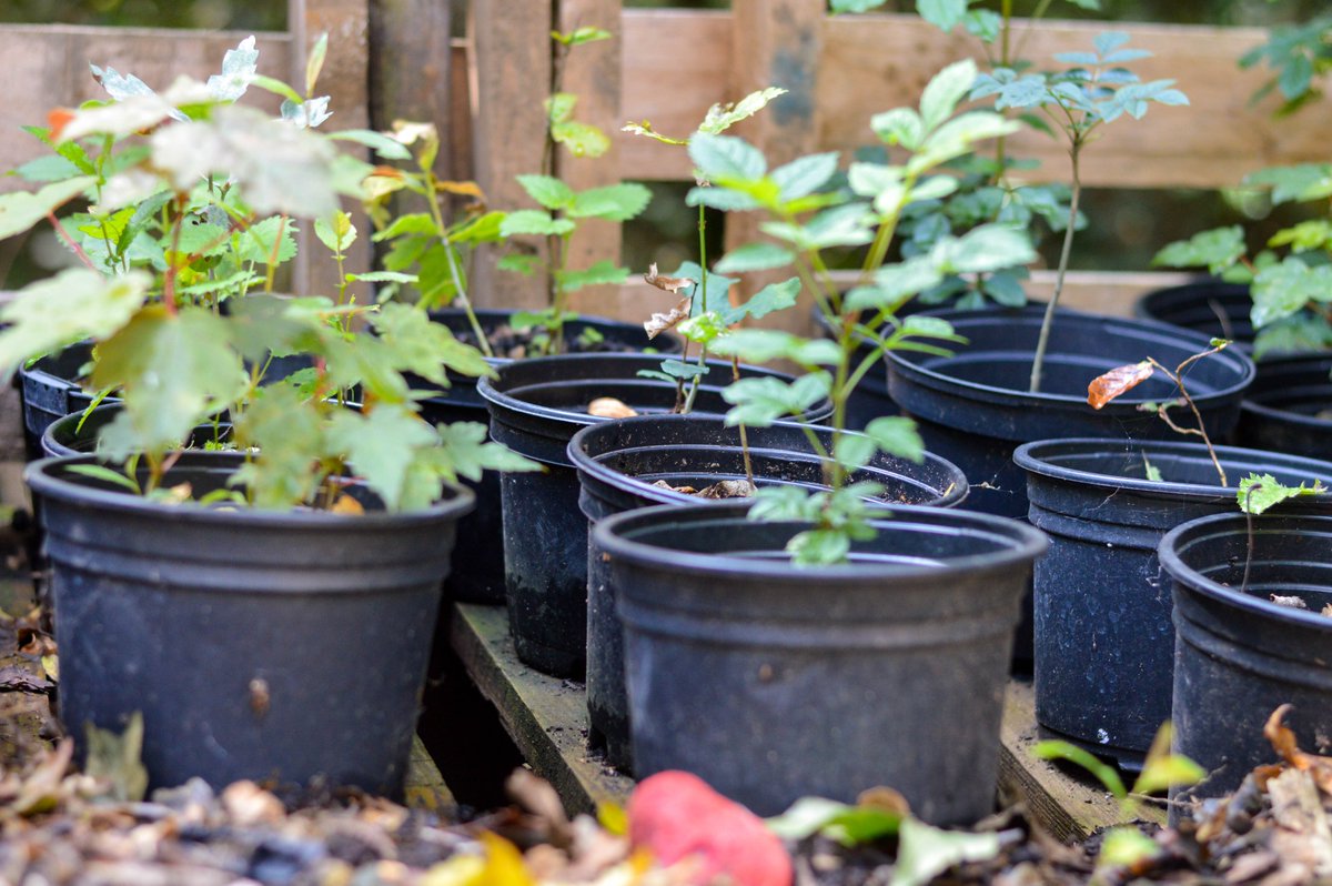 DowneHouse's tweet image. On #WorldEnvironmentDay we're sharing our ongoing journey to be more #ecofriendly at School. First off we found 10 things making us more eco-friendly already: downehouse.net/10-eco-friendl… #DECOs