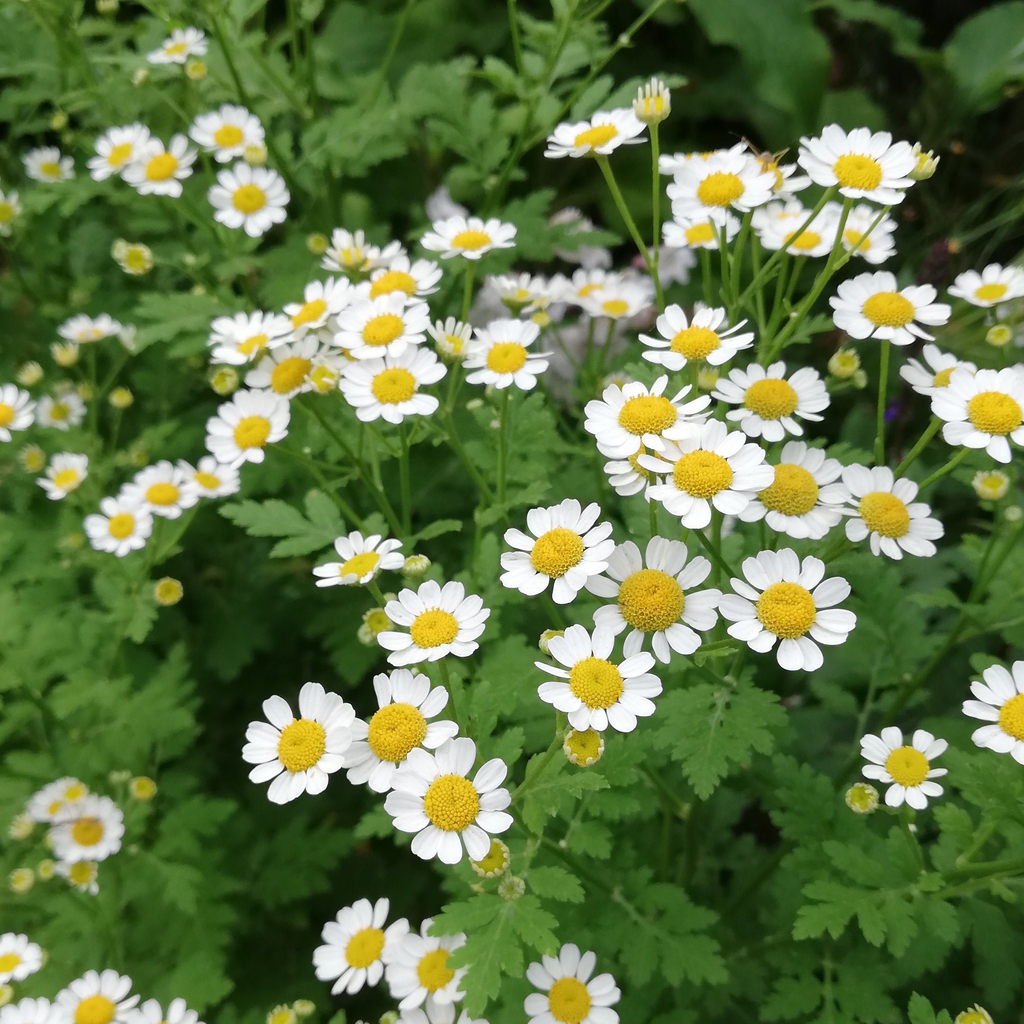 Junko 野の花のような雰囲気です マトリカリア ナツシロギク フィーバーフュー 花 T Co Paz9cgiska Twitter