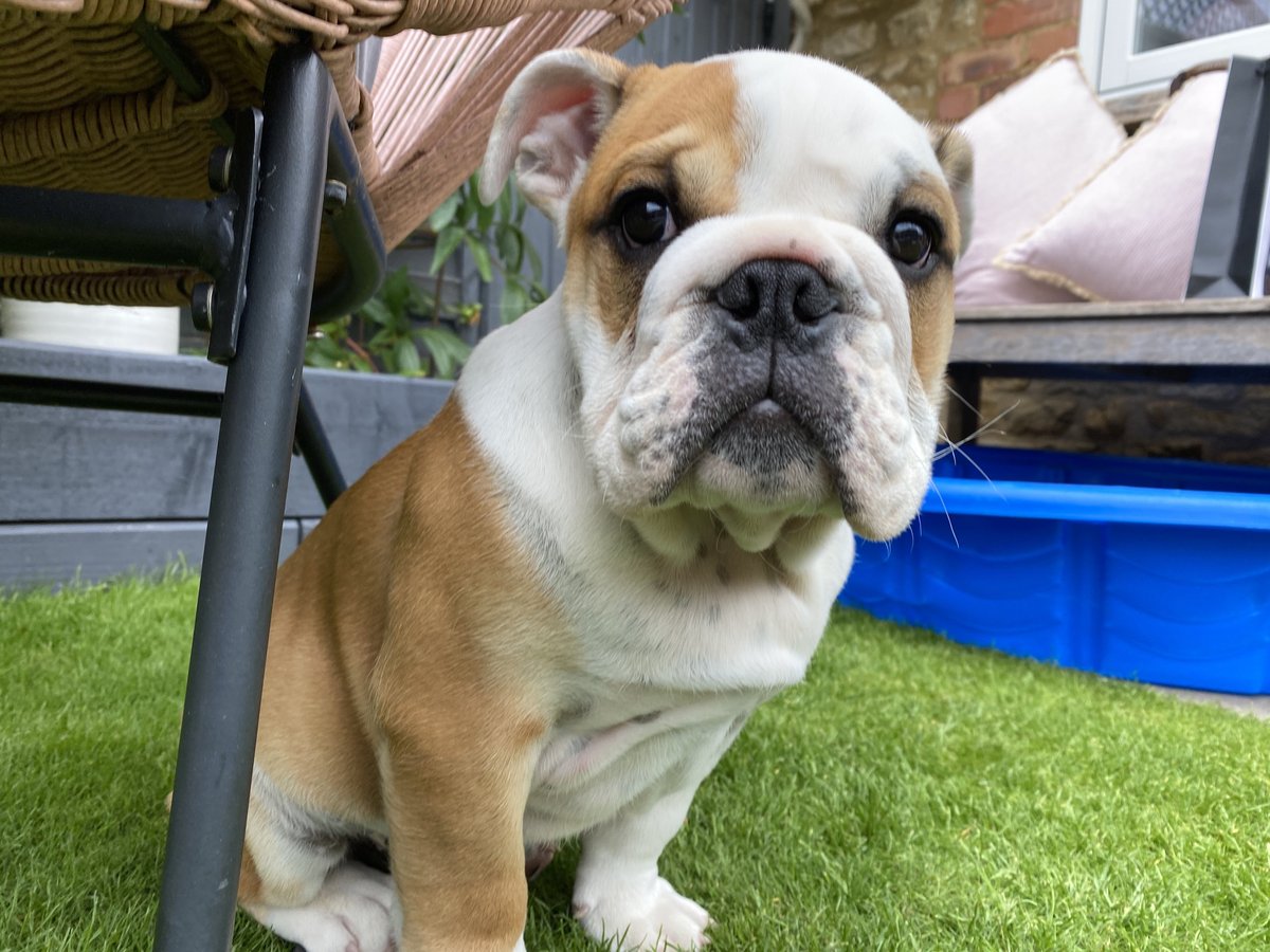 barney_bulldog's tweet photo. Good morning! It’s a great big #NewFollowersFriday and hello 🐾 to all my new friends. I’m so happy 700 of you on Twitter and 450 on Insta are all here to follow along with my adventures ❤️🐶Barney #BarneyTheBulldog #NewFriends #NewFollowers #EnglishBulldog #ShareABull #Friday https://t.co/B9duqKX8VI