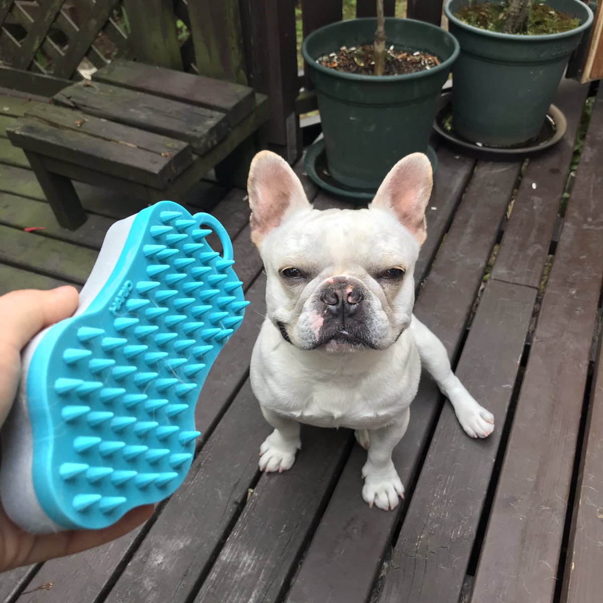 ブヒブヒ倶楽部