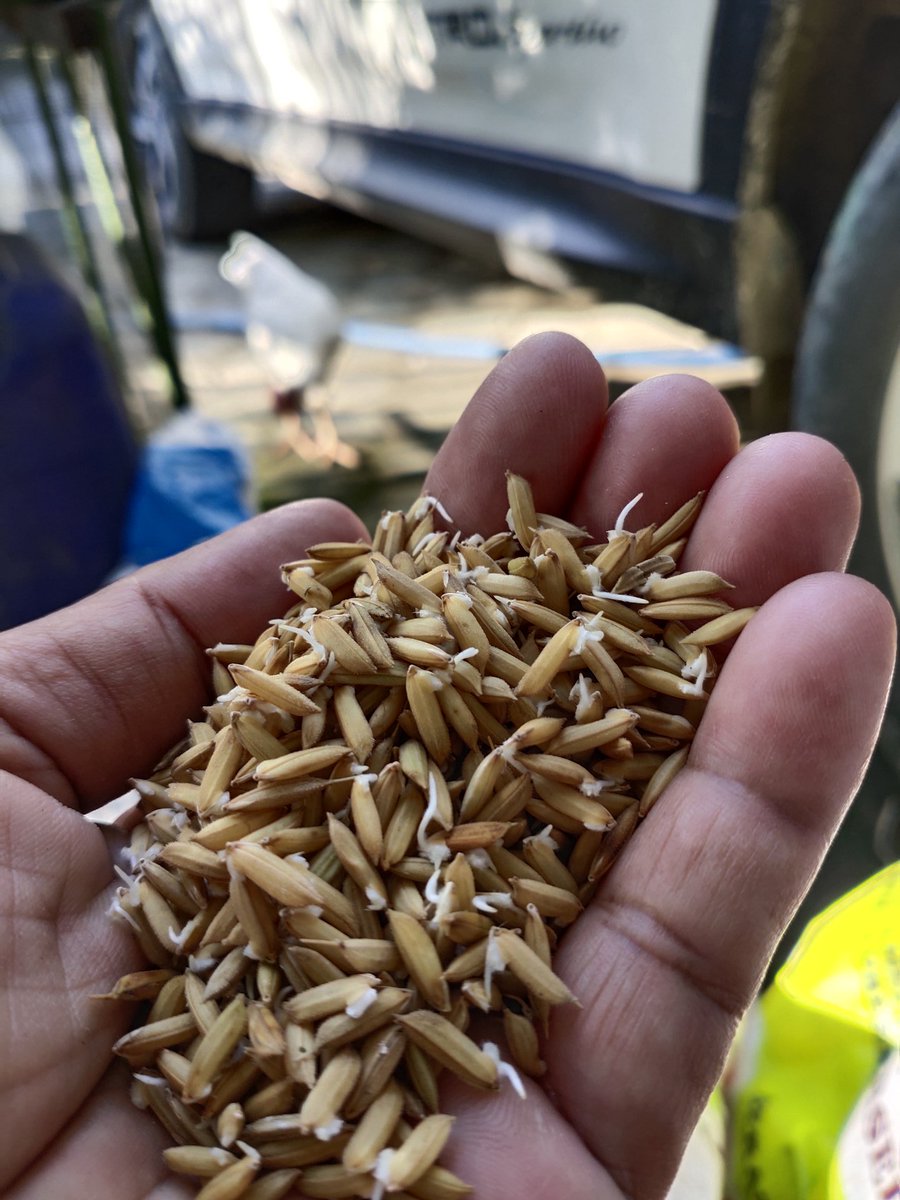 Alhamdulillah, benih padi Basmati, Trisakti dan Padjajaran Agritan tumbuhnya cukup bagus dalam 30an jam pemeraman. Semoga Allah memberkati tanaman kami aamiin.