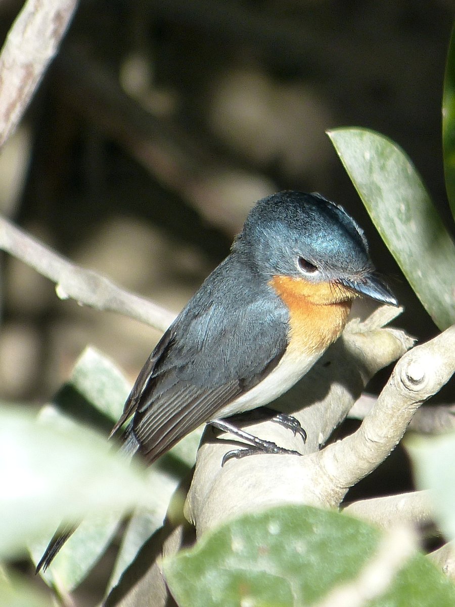 Broome Bird Observatory tweet media