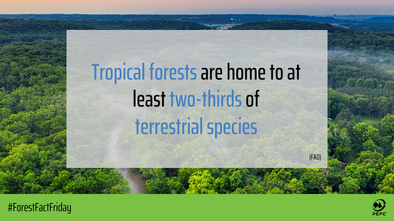 Today is #WorldEnvironmentDay2020, a day for encouraging awareness and action to protect our environment. This year’s theme is biodiversity. Did you know that 2/3 of the world's terrestrial species of plants and animals live in tropical rainforests? #ForestFactFriday #ForNature