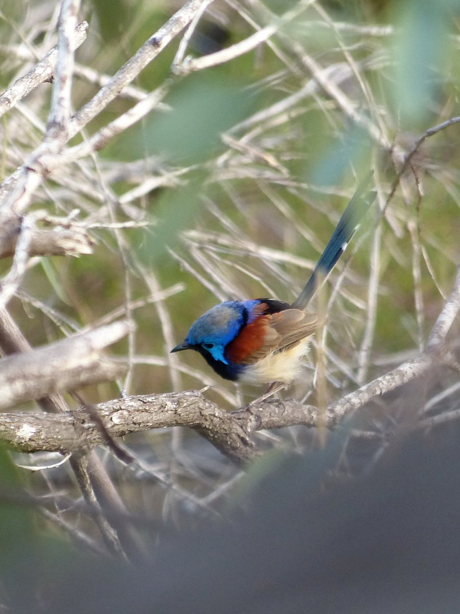 Broome Bird Observatory tweet media