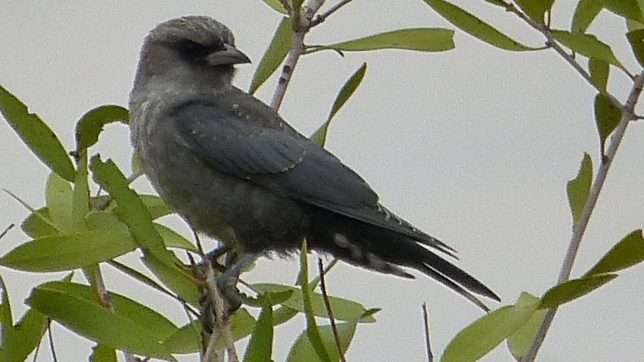 Broome Bird Observatory tweet media