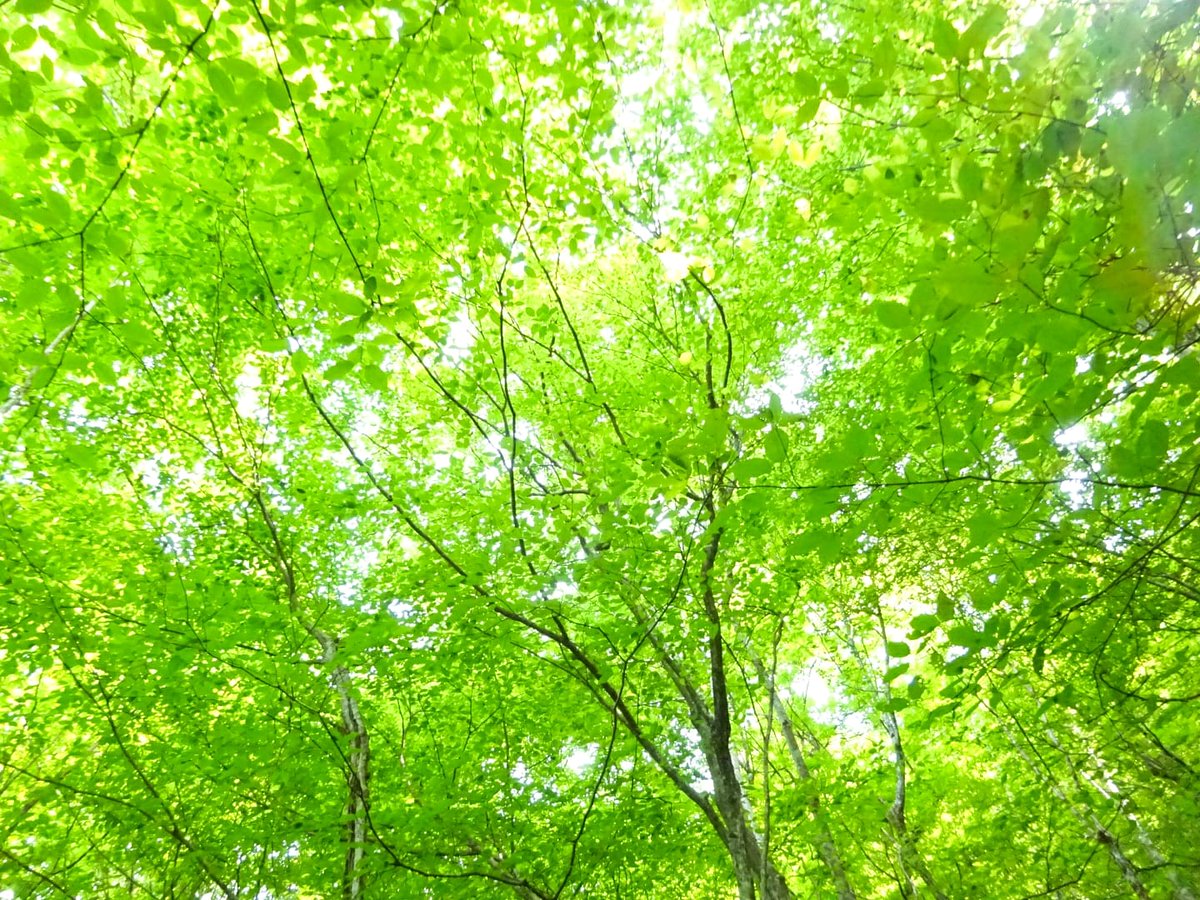 Yumi グリーンシャワー Green Shower 緑 新緑 森 森林浴 綺麗 風景 山 景色 癒される 癒し 自然 爽やか 美しい景色 美しい風景 Nature Naturephotography Trees Forest Refresh Green Naturelovers Forestbath Life Lifeisgood
