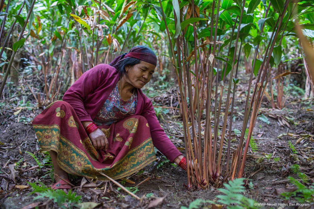 Neupane1Binod's tweet image. बोट चिन्नोस , फल टुप्पो तीर होइन फेद तीर खोज्नुस् ।
Photo : Randy Berry