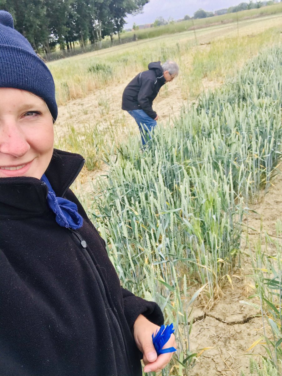 Un début de semaine sous le soleil accompagné de sa crème solaire pour finir avec l’écharpe et le bonnet 😅✌🏻 on s’adapte pour chercher LA variété 🧐 <a href="/GroupeFDesprez/">Florimond Desprez</a> #selection #Ble