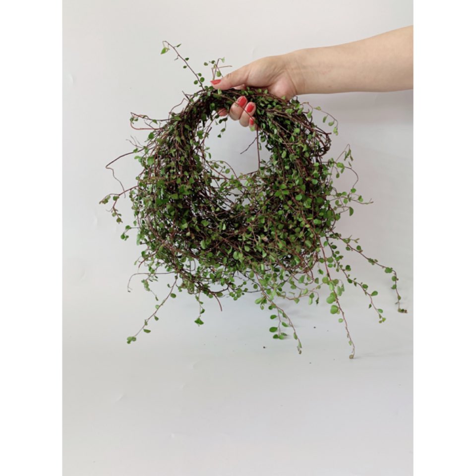 ルトゥール V Twitter 𓇥𓇬𓍯 6 5 いろんな所に浸食してきたワイヤープランツ カットして くるくる丸めてリースに １日で枯れ枯れだけどそれでも可愛い ルトゥール 滋賀 長浜 ワイヤープランツ ワイヤープランツのリース リース 丁寧な暮らし