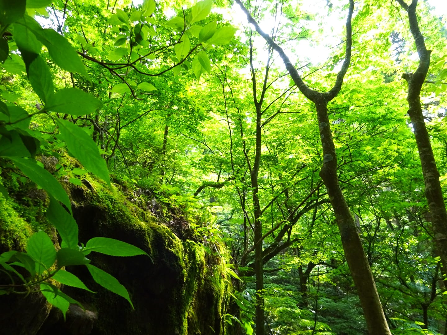 Twitter 上的 Yumi 森呼吸 森 山 自然 自然が好き 新緑 森林浴 癒される 癒し 景色 風景 美しい景色 美しい風景 美しい日本 日本の風景 緑 Green Trees Forest Beautiful Nature Naturalist Naturephotography Healing Landscape Earth