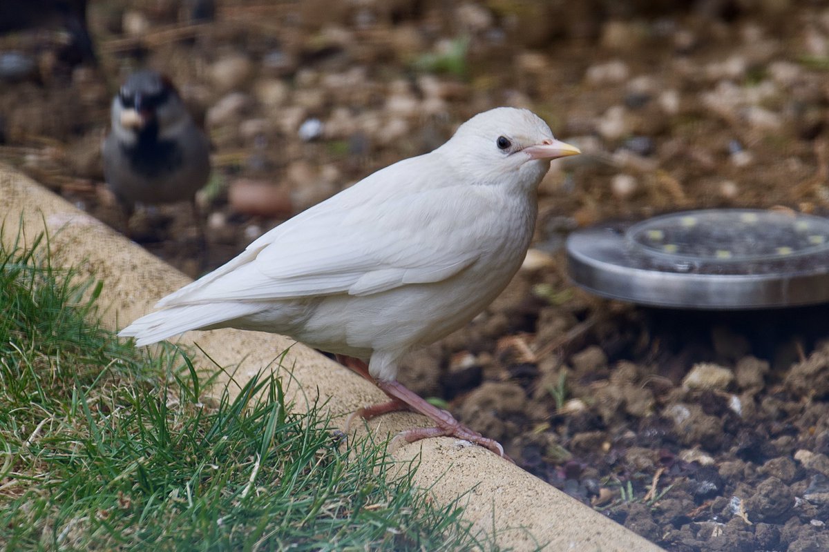 DA12Photography's tweet photo. Another shot of our rare visitor! @BBCSpringwatch https://t.co/tEhTE2qOLW